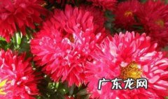翠菊种子的催芽方法 翠菊花种子什么时候播种