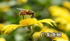 益虫有哪些为什么是益虫 什么是益虫