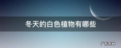 冬天的白色植物有哪些 哪些植物是白色