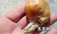 鸡宝是什么样子的 鸡宝是什么