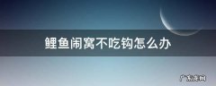鲤鱼闹窝不吃钩怎么办 钓鲤鱼不吃钩怎么办