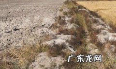 盐碱地改良方法(  盐碱地改良方法