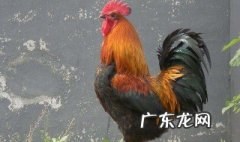什么的雄鸡 什么的雄鸡怎么样的走来走去