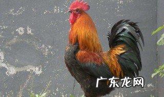 什么的雄鸡 什么的雄鸡怎么样的走来走去