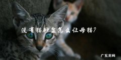 如何让没有猫砂盆的母猫上厕所？