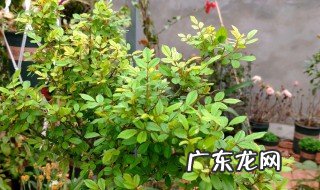 月季花的种子可以种植吗 月季花的种子能发芽么