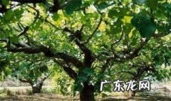 无花果有花吗 无花果有花吗 蚂蚁庄园