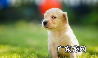 什么狗最忠诚 什么狗最忠诚最护主