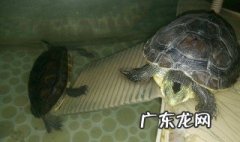 乌龟不吃东西可以活多久 乌龟不吃东西怎么办