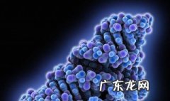细菌核糖体的功能 核糖体的功能