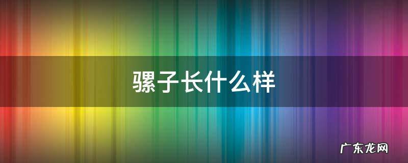 骡子长什么样 骡子长什么样子给我一张照片