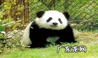 关于熊猫的资料全部 关于熊猫的资料