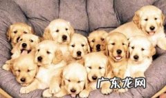 狗的生活习性有哪些