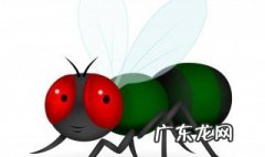 夏天怎么去除厕所小苍蝇