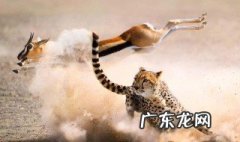猎豹的速度是多少 猎豹的速度是多少?
