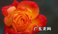 月季花品种有哪些 大花型月季花品种有哪些