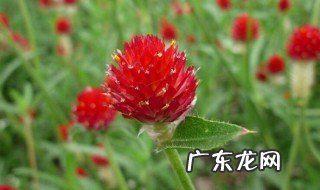 千日红的功效与作用 千日红的功效与作用点