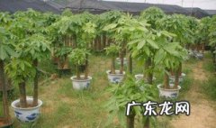 发财树的养殖方法和浇水几天浇一次水 发财树的养殖方法