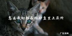 如何训练幼猫使用猫砂盆上厕所？