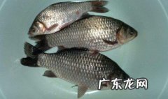 钓鲫鱼食物什么最好 钓鲫鱼食物什么最好用