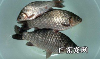 钓鲫鱼食物什么最好 钓鲫鱼食物什么最好用