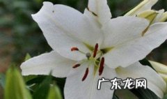 百合花可以盆栽吗 百合花可以盆栽吗?