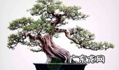九里香什么时候可以移盆 九里香移植季节