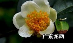 茶叶花怎么扦插 茶叶花怎么扦插能活