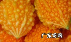 赖葡萄什么时候种最好 赖葡萄什么时候种