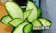 脱水万年青怎么吃 万年青怎么吃