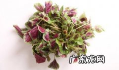 野苋菜根的功效与作用 野苋菜根的功效与作用副作用
