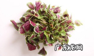 野苋菜根的功效与作用 野苋菜根的功效与作用副作用