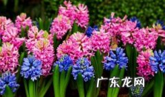 风信子有毒吗 适合在室内养吗 风信子有毒吗