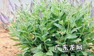 中草药的种植 中草药的种植过程