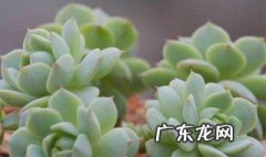 容易缀化的多肉有哪些品种 容易缀化的多肉有哪些