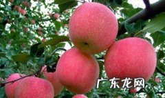 中国从什么时候开始种植苹果 中国什么时候有苹果树
