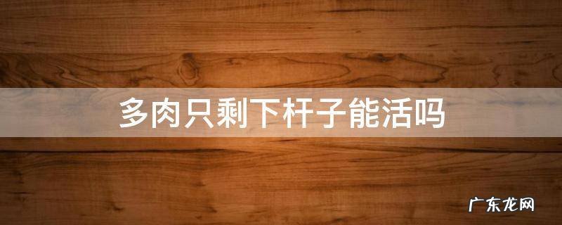 多肉只剩下杆还有用吗? 多肉只剩下杆子能活吗