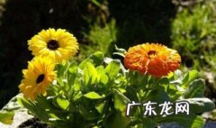 南方秋季开花的植物 南方秋季开花的植物