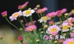 木春菊的养殖方法 木春菊栽培方法
