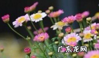 木春菊的养殖方法 木春菊栽培方法