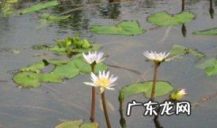 睡莲一定要套盆种吗 睡莲不用套盆可以养吗