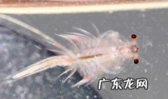 丰年虾孵化方法视频 丰年虾孵化方法