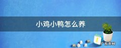 刚买回来的小鸡小鸭怎么养 小鸡小鸭怎么养