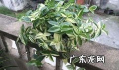不见阳光的室内植物有什么危害 不见阳光的室内植物有什么