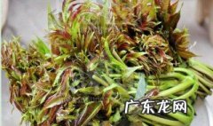 香椿芽的腌制方法 香椿芽的储存方法