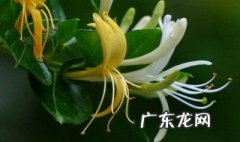 种植金银花的方法 种植金银花的方法视频