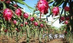 如何种植火龙果盆栽和管理 如何种植火龙果