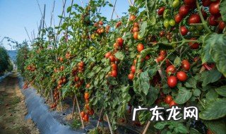 西红柿栽培方法 西红柿栽培方法图片