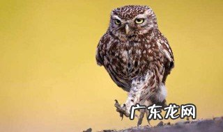 什么动物天天熬夜脑筋急转弯三个字 什么动物天天熬夜