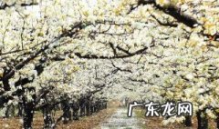 忽如一夜春风来千树万树梨花开赏析 忽如一夜春风来千树万树梨花开这是哪首诗里的